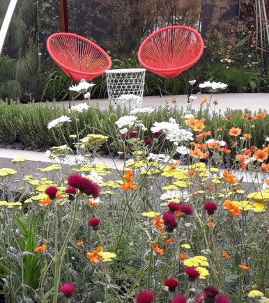 claremorris meet picture